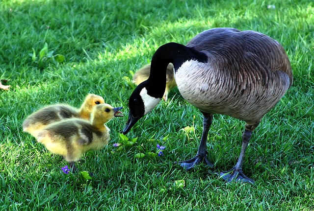 parenting